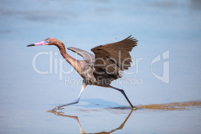 Reddish heron Egretta rufescens with its reflection