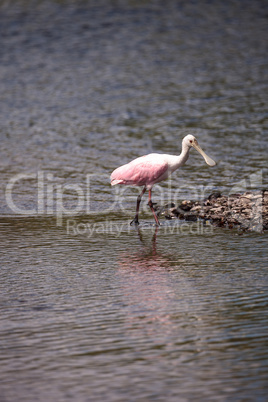 Standing Pink roseate spoonbill bird Platalea ajaja