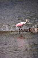 Standing Pink roseate spoonbill bird Platalea ajaja