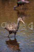 Limpkin Aramus guarauna wades through a marsh and forages for fo