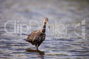 Limpkin Aramus guarauna wades through a marsh and forages for fo