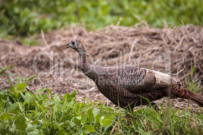 Wild osceola wild turkey Meleagris gallopavo osceola in the wood