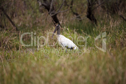 Wood stork Mycteria americana