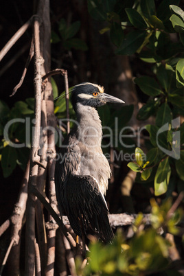 Yellow crowned night heron wading bird Nyctanassa violacea