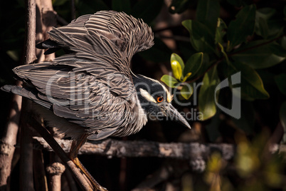 Yellow crowned night heron wading bird Nyctanassa violacea