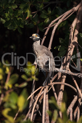 Yellow crowned night heron wading bird Nyctanassa violacea