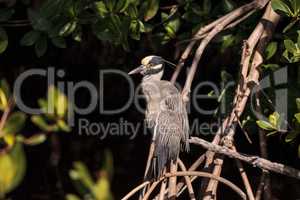 Yellow crowned night heron wading bird Nyctanassa violacea