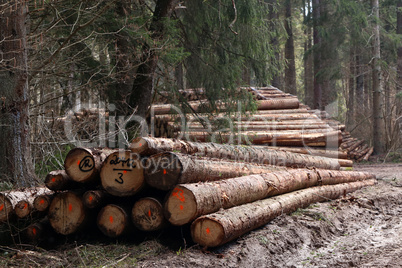 Freshly cut trees in the forest, on the side of a forest road