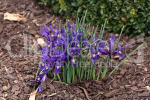 Miniature iris bloomed in the garden in March