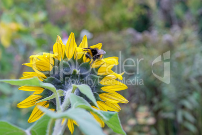 sunflower and bumblebee