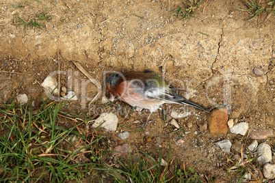 Close-up of a dead songbird in the ground