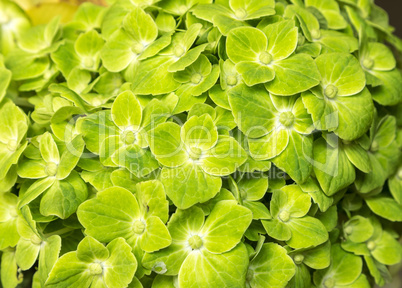 Green flower of hydrangea background