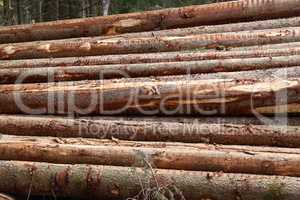 Freshly cut trees in the forest, on the side of a forest road