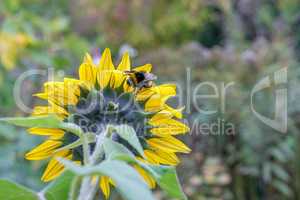 sunflower and bumblebee