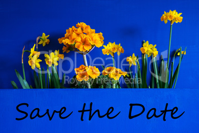 Spring Flowers, Narcissus, Text Save The Date, Blue Wooden Background