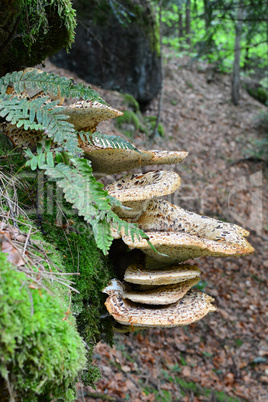 Polyporus squamosus or Pheasant's Back mushroom, side view