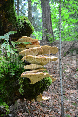 Polyporus squamosus, or Dryad's Saddle mushroom