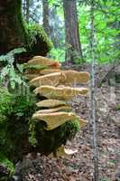 Polyporus squamosus, or Dryad's Saddle mushroom