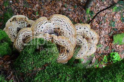Dryad's Saddle mushroom and moss on old beech tree, top view