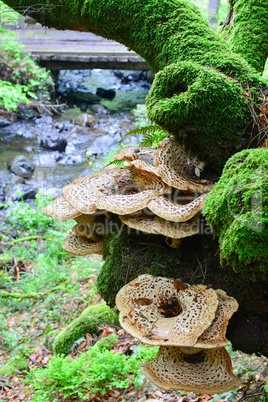 Dryad's Saddle mushroom and moss on old beech tree
