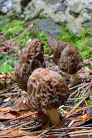 Five Black morels in a row