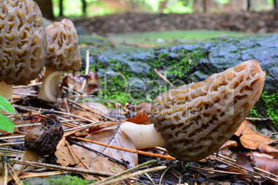 Small group of Black morel mushrooms
