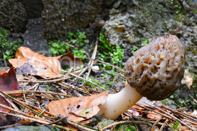 Black morel mushroom, copy space on left