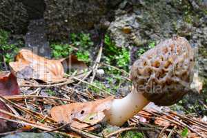 Black morel mushroom, copy space on left