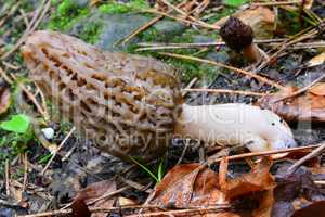 Nice specimen of Morchella conica in foreground, atrophied one i