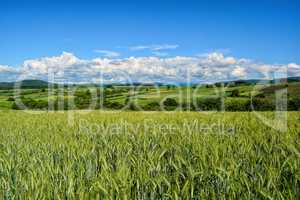 Field of green wheat, late spring landscape