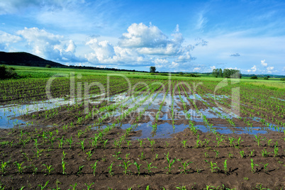 Young corn field after heavy late spring rain