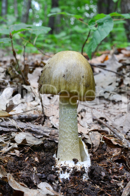 Deathcap mushroom, a darker variety in oak forest