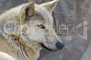 Portrait of grey wolf looking straight