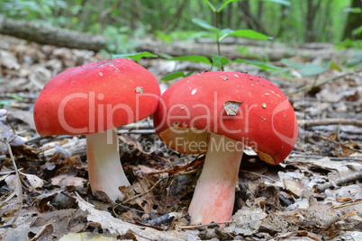 Two Rosy Brittlegill mushrooms in deciduous forest