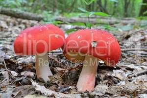 Two Rosy Brittlegill mushrooms in deciduous forest