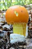 Amanita caesarea or Caesar's mushroom close up view