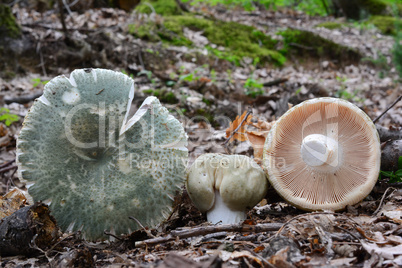 Three Greencracked Brittlegill mushrooms in oak forest