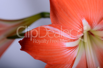 Red lily flower. Abstract background. Close up.
