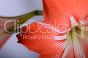 Red lily flower. Abstract background. Close up.