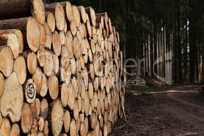 Freshly cut trees in the forest, on the side of a forest road