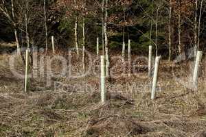 Newly planted young trees in the forest.