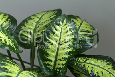 New sprout of variegated Ficus shrub houseplant indoor on grey background