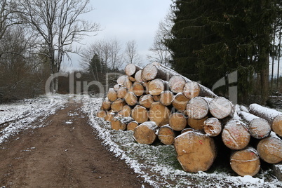 Freshly cut trees in the forest, on the side of a forest road