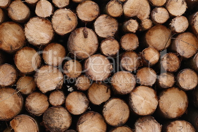 Closeup of logs of trees in nature. a lot of cutted logs