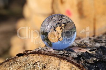 Freshly sawn logs in nature through a glass ball