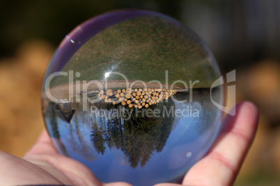 Freshly sawn logs in nature through a glass ball