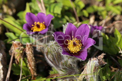 Beautiful purple fluffy flower Oriental Pulsatilla patens pasqueflower