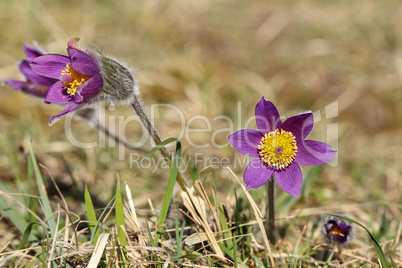 Beautiful purple fluffy flower Oriental Pulsatilla patens pasqueflower