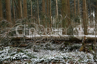 Hurricane fallen trees lie in the forest