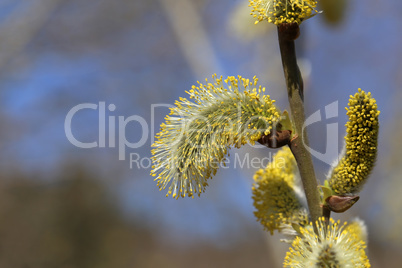 Macro shot of blossoming pussy-willow with forest background